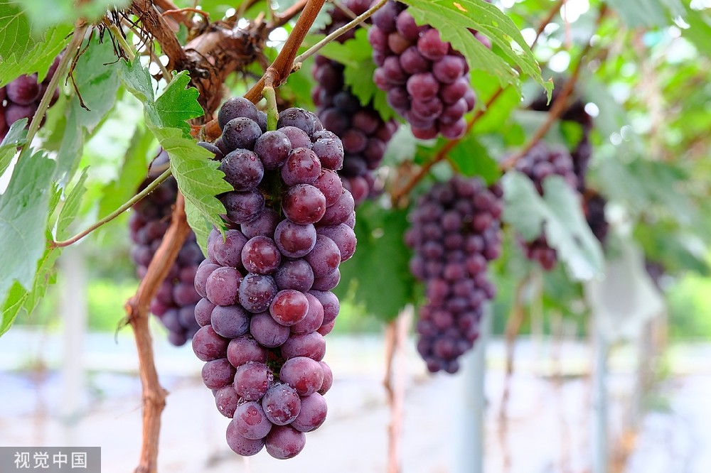 Grape seed Extract