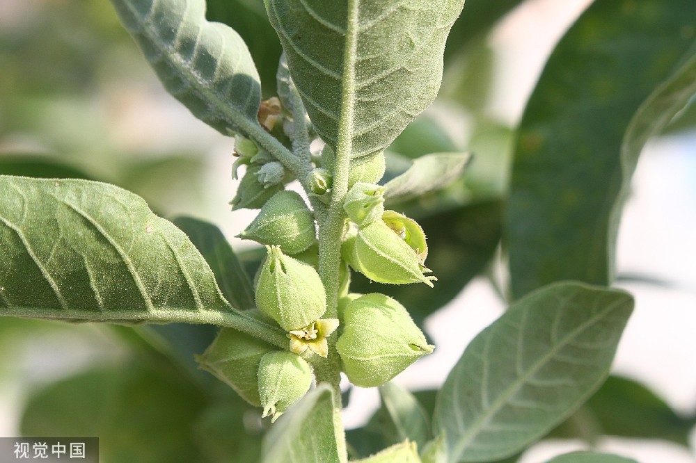 Ashwagandha extract