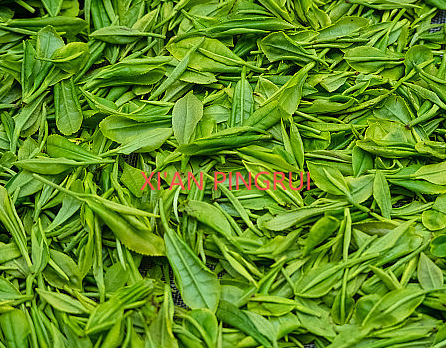 绿茶.png