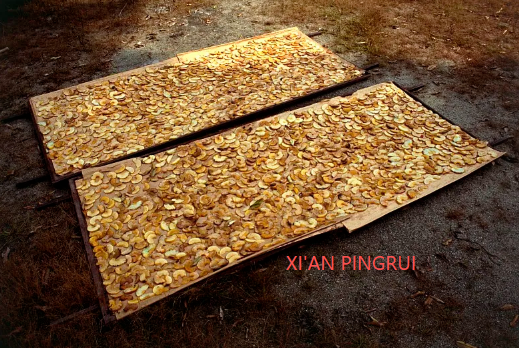 藤黄果.png