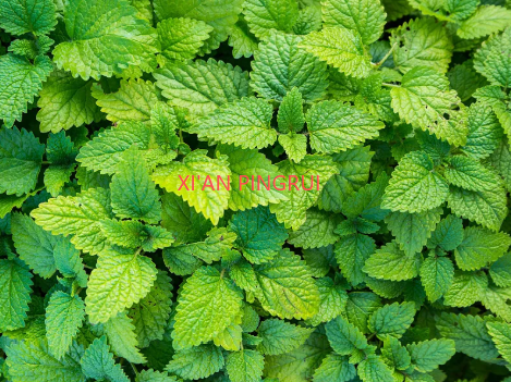 柠檬香蜂草提取物